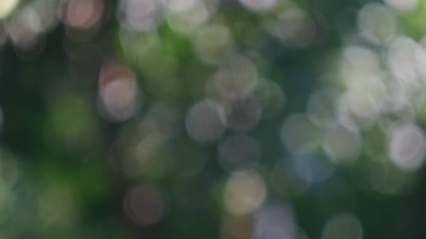 Abstract Natuur Bokeh Achtergrond Groen Gebladerte Van Het Bos Groene — Stockvideo