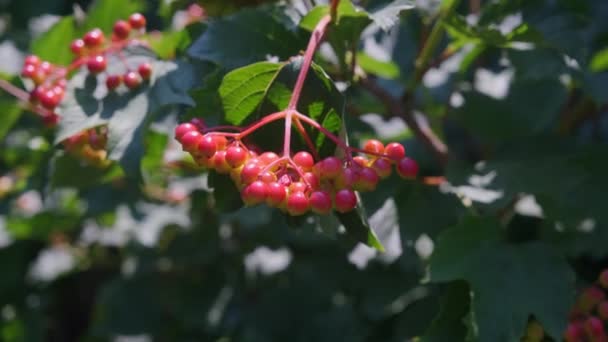 Fält Med Gula Solrosor Mot Bakgrund Blå Himmel Solros Svajar — Stockvideo