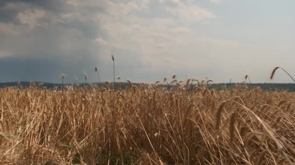 Пшеничное Поле Колеблется Ветра Поле Битвы — стоковое видео