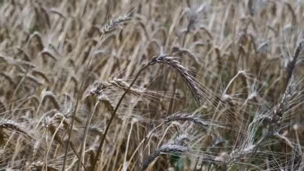 Поле Вирощування Пшениці Хоч Вітер Поле Пшениці — стокове відео