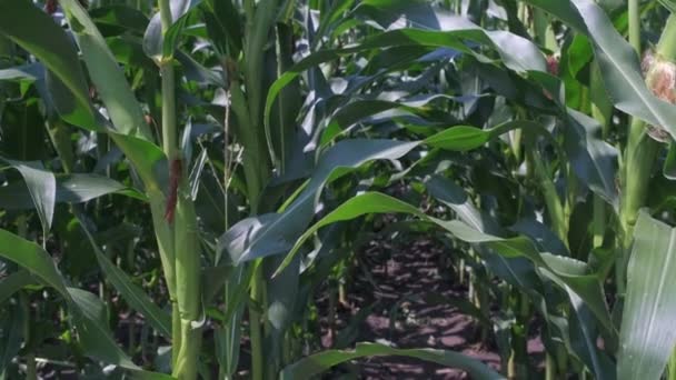 Кукурудзяне Листя Вітер Сонячним Світлом Фермі — стокове відео