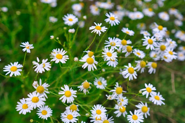 Kamomill Blommor Äng Våren — Stockfoto