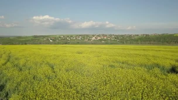 Campo Colza Amarelo Voo Sobre Colza Campo Ciuntryside Moldávia — Vídeo de Stock