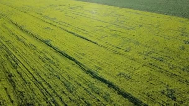 Yellow Rapeseed Field Flight Oilseed Rape Moldavian Ciuntryside Field — Stock Video