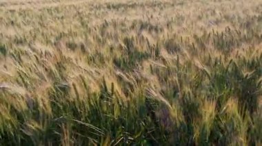 Buğday tarlasının gün batımındaki detaylı görüntüleri. Gün batımında Buğday Alanı