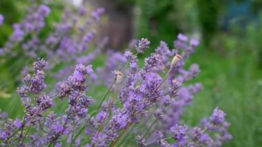 Lavanta çiçekleri kapanıyor. Lavanta çiçekleri çayırlarda yetişir.