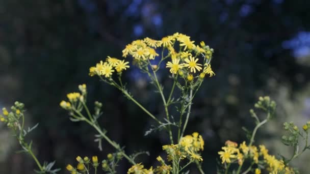 Api Sciamano Fiori Selvatici Gialli Rallentatore — Video Stock