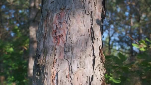 Hutan Pinus Konifer Ajaib Batang Pohon — Stok Video