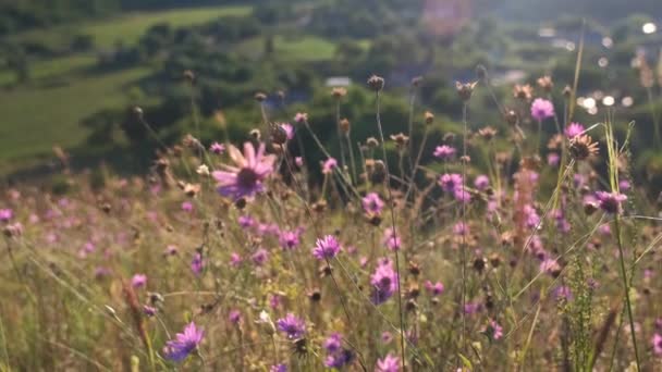 Zielona Łąka Górach Kwiatami Trawami Letnimi Mieszane Dzikie Kwiaty Zachodzie — Wideo stockowe