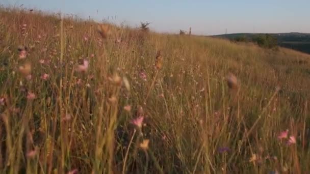 Dağlarda Çiçekler Yaz Otlarıyla Yeşil Çayır Gün Batımında Kır Çiçekleri — Stok video