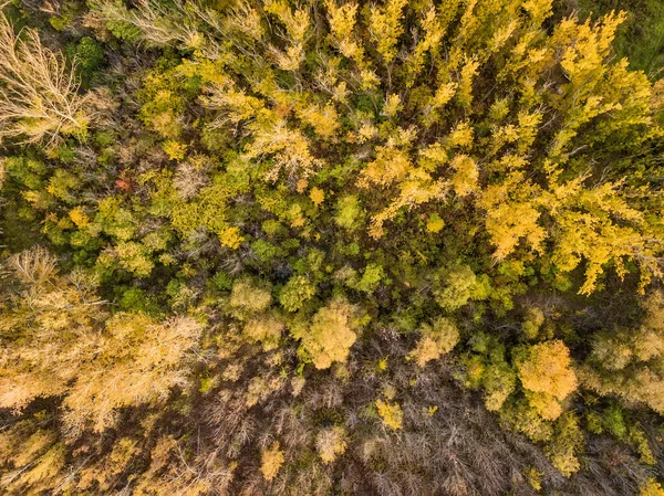 Luftaufnahme Des Waldes Herbst Mit Bunten Bäumen Drohnenfotografie — Stockfoto