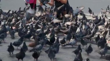 İnsanlar sokaklarda güvercin besliyor.