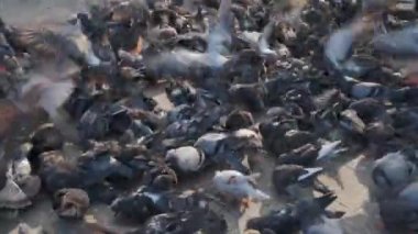 İnsanlar sokaklarda güvercin besliyor.