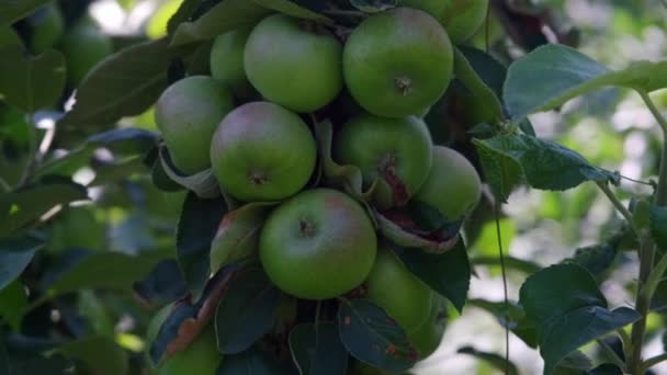 Manzanas Creciendo Árbol — Vídeos de Stock