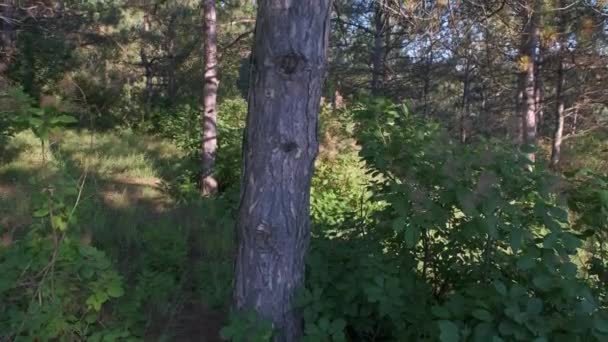 Μαγικό Κωνοφόρο Πευκοδάσος Κορμός Δέντρων — Αρχείο Βίντεο