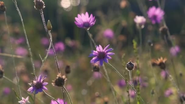 Zielona Łąka Górach Kwiatami Trawami Letnimi Mieszane Dzikie Kwiaty Zachodzie — Wideo stockowe