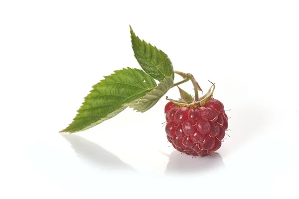 Raspberry Leaf White Background — Stock Photo, Image