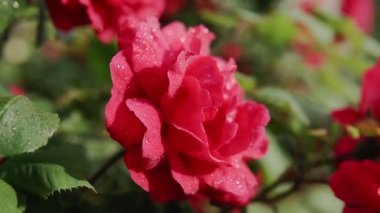 Yaz bahçesinde pembe bir gül, gül çalılığında çiçek açar. Yapraklarında yağmur damlaları olan bir gül çiçeğinin yakın çekimi.