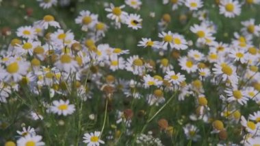 Beyaz papatya çiçekleri gün batımı ışıklarında çayırda. Rüzgarda sallanan beyaz papatya tarlaları.