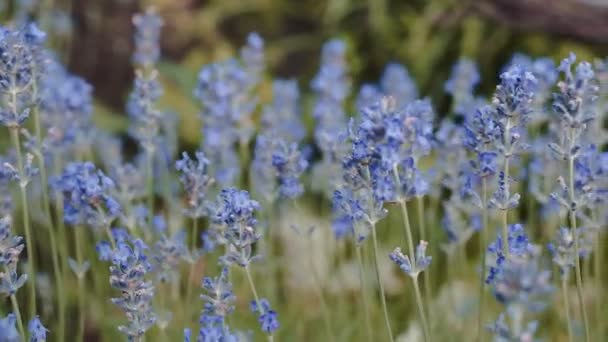 Bunga Lavender Close Indah Mekar Bunga Lavender Bergoyang Dalam Angin — Stok Video