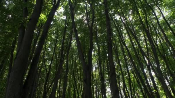 Alberi Lunghi Una Foresta Vista Angolo Basso — Video Stock