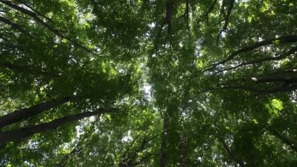 Düşük Açı Görünümünden Bir Ormanda Uzun Ağaçlar — Stok video