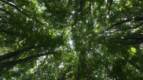 Alberi Lunghi Una Foresta Vista Angolo Basso — Video Stock