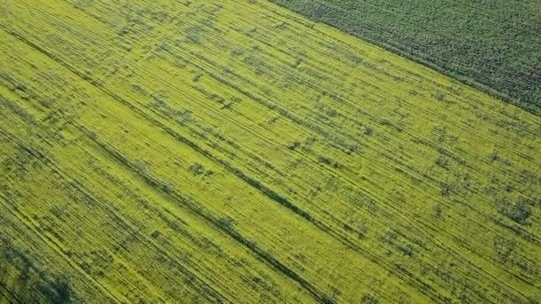 Campo Colza Amarilla Vuelo Sobre Colza Oleaginosa Campo Ciuntera Moldava — Vídeos de Stock