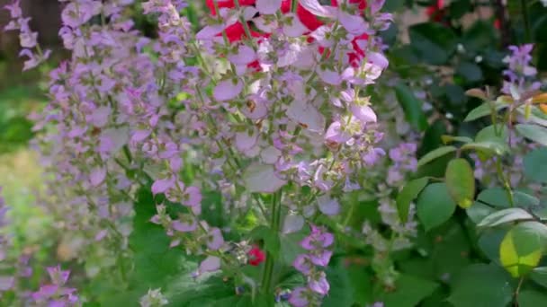 Zbliżenie Purpurowe Kwiaty Szałwii Podczas Prysznica — Wideo stockowe