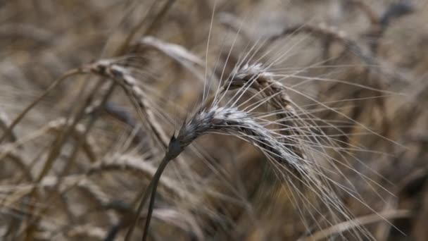 Rüzgarda Savrulan Buğday Tarlası Bir Buğday Tarlası — Stok video
