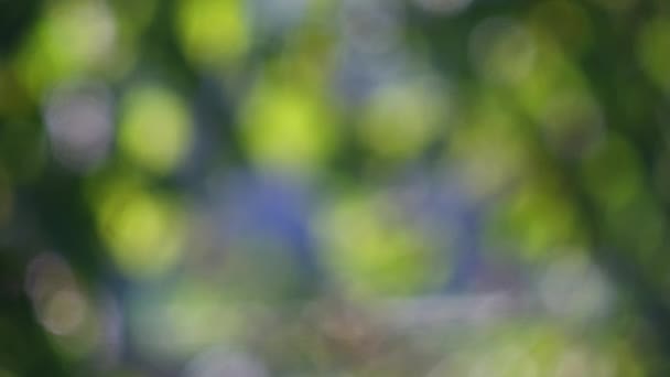 Abstract Natuur Bokeh Achtergrond Groen Gebladerte Van Het Bos Groene — Stockvideo