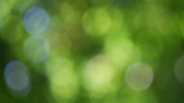 Abstract Natuur Bokeh Achtergrond Groen Gebladerte Van Het Bos Groene — Stockvideo