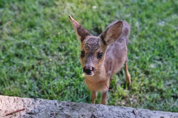 Innocent Roe Deer Fawn Young Wild Deer Little Morality Deer — Stock Photo, Image