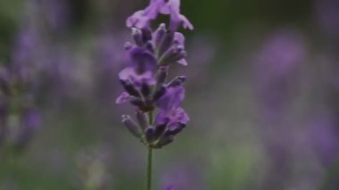 Lavanta çiçekleri yakın plan. Rüzgarda sallanan güzel lavanta çiçekleri. Seçili odak.