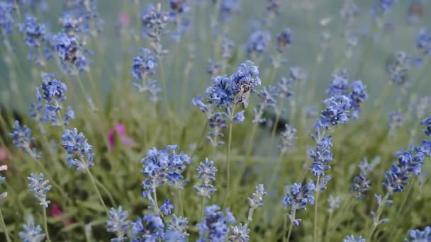 Bumble Bee Landing On Lavender. Lavendel blommor närbild. — Stockvideo
