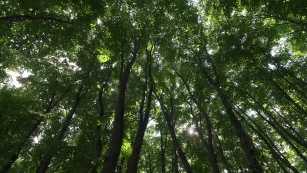 Alberi lunghi in una foresta da vista di angolo basso — Video Stock