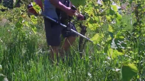 Mannen klipper gräset med en bensintrimmer. — Stockvideo