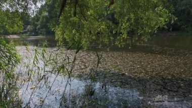 Gölet çimenler ve ağaçlar karşı şehir binaların arasında yeşil su ile.