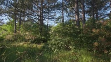 Yaz güneşli bir günde Çam Ormanı 'nda yürümek. Gimbal Dengeleyicisinde Kamera İlerliyor - Yavaş Hareket