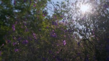 Dağlarda çiçekler ve yaz otlarıyla yeşil çayır. Gün batımında kır çiçekleri. UHD 4K