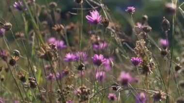 Dağlarda çiçekler ve yaz otlarıyla yeşil çayır. Gün batımında kır çiçekleri. UHD 4K