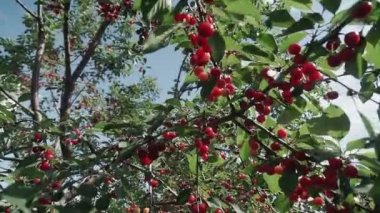 Rüzgarda bir çift lezzetli meyveli kırmızı ekşi kiraz ağacı dalı. Yakın plan kiraz ağacı dalları ve meyveler