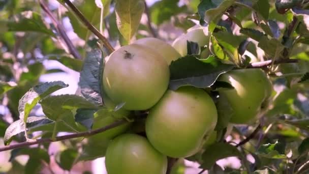 Maçãs no ramo ao pôr-do-sol. Delicioso maçã verdejanteingle frutas em um branchorchardfarmhorticulture — Vídeo de Stock