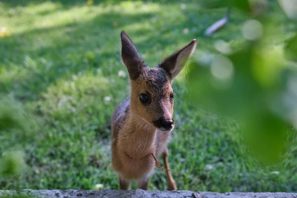 Innocent Roe Deer Fawn Young Wild Deer Little Morality Deer — Stock Photo, Image