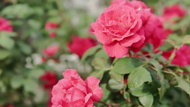 Een Rose Roos Bloeit Een Zomer Tuin Een Roos Bush — Stockvideo