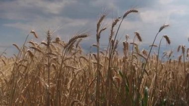Rüzgarda savrulan buğday tarlası. Bir Buğday Tarlası.