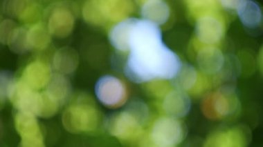 Soyut, doğa bokeh arka plan, ormanın yeşil yaprakları. Yaratıcı tasarım için bulanık biçimli yeşil doğa.