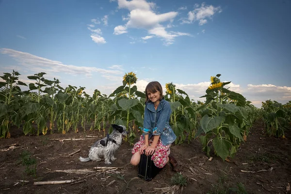 Söt Flicka Med Gammal Resväska Och Hund Ett Solrosfält — Stockfoto