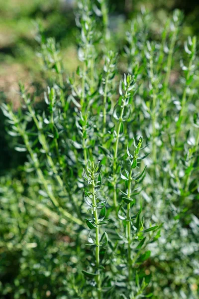 花园里的迷迭香草本植物 — 图库照片