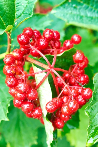 Rama Viburnum Roja Jardín Bayas Viburnum Con Gotas Lluvia —  Fotos de Stock